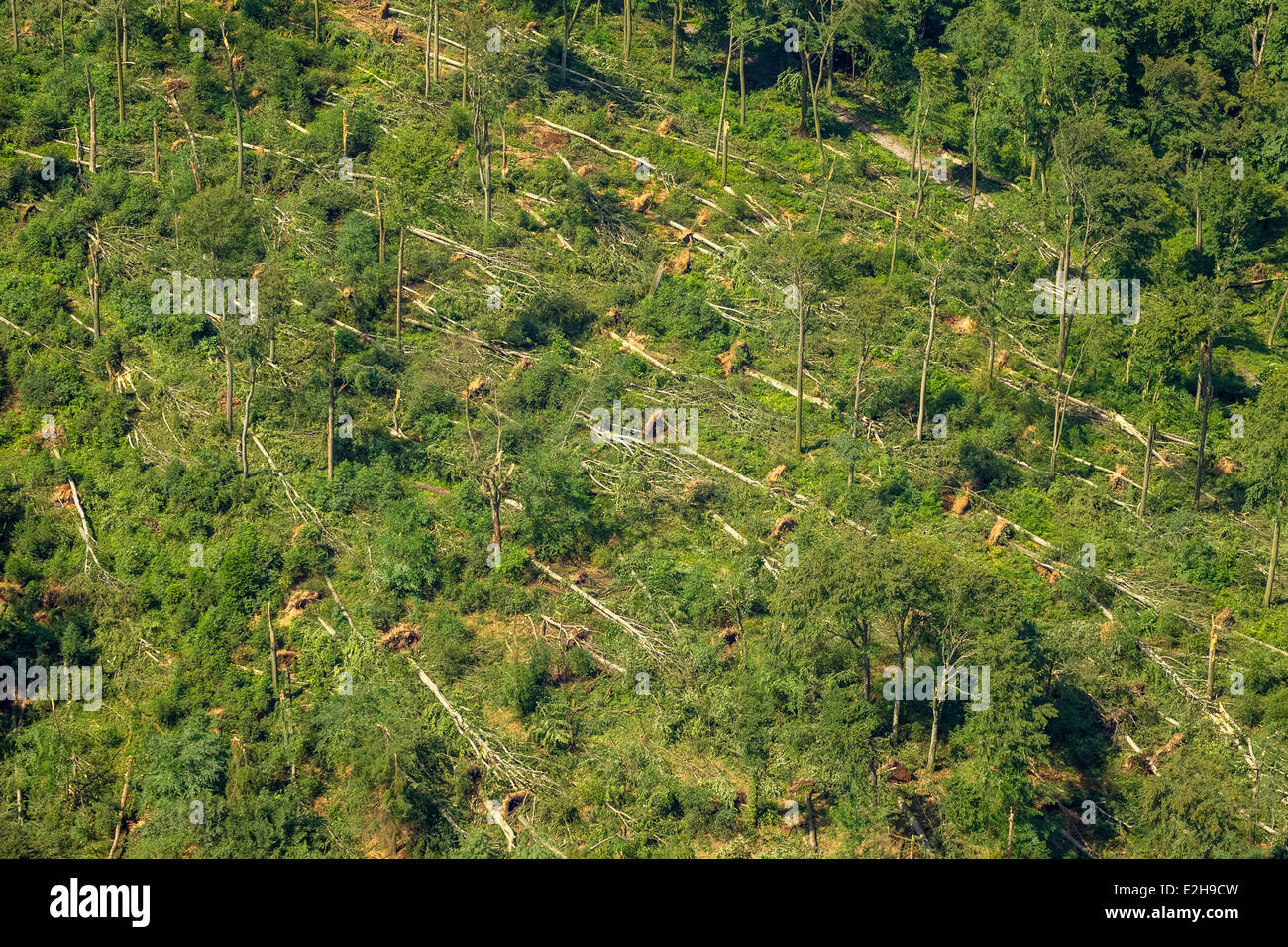 Schellenberger Wald, foresta con danni provocati dalla tempesta ha causato il 9 giugno 2014, vista aerea, Essen, la zona della Ruhr, Renania settentrionale-Vestfalia Foto Stock