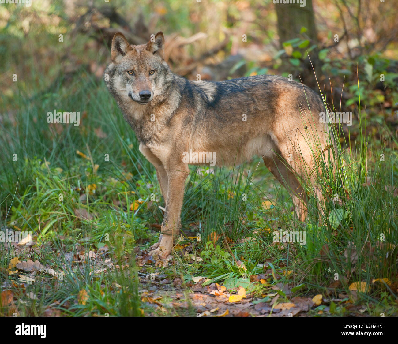 Lupo (Canis lupus), captive, Baviera, Germania Foto Stock