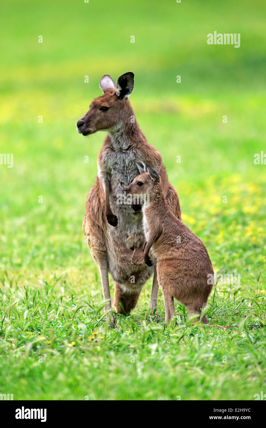 Kangaroo Island canguri (Macropus fuliginosus fuliginosus), femmina con Joey, South Australia, Australia Foto Stock