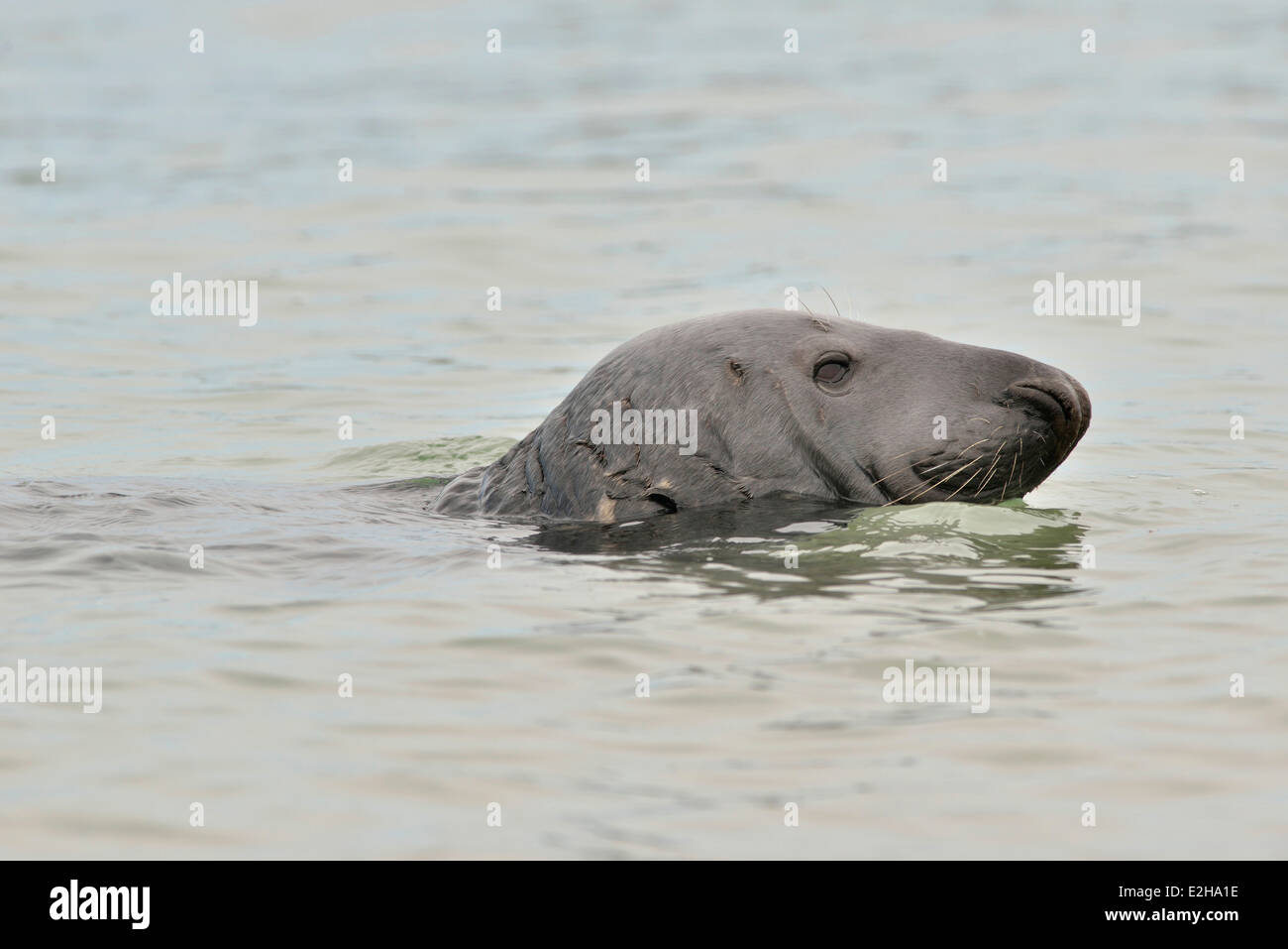 Guarnizione grigio (Halichoerus grypus), Isola di Helgoland, Schleswig-Holstein, Germania Foto Stock