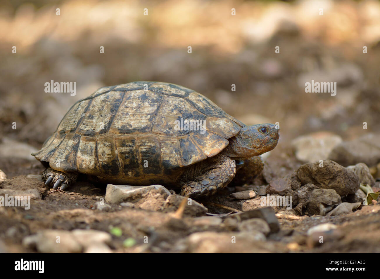 Sperone-thighed Tortoise o tartaruga greca (Testudo graeca terrestris), Lycia, Turchia Foto Stock