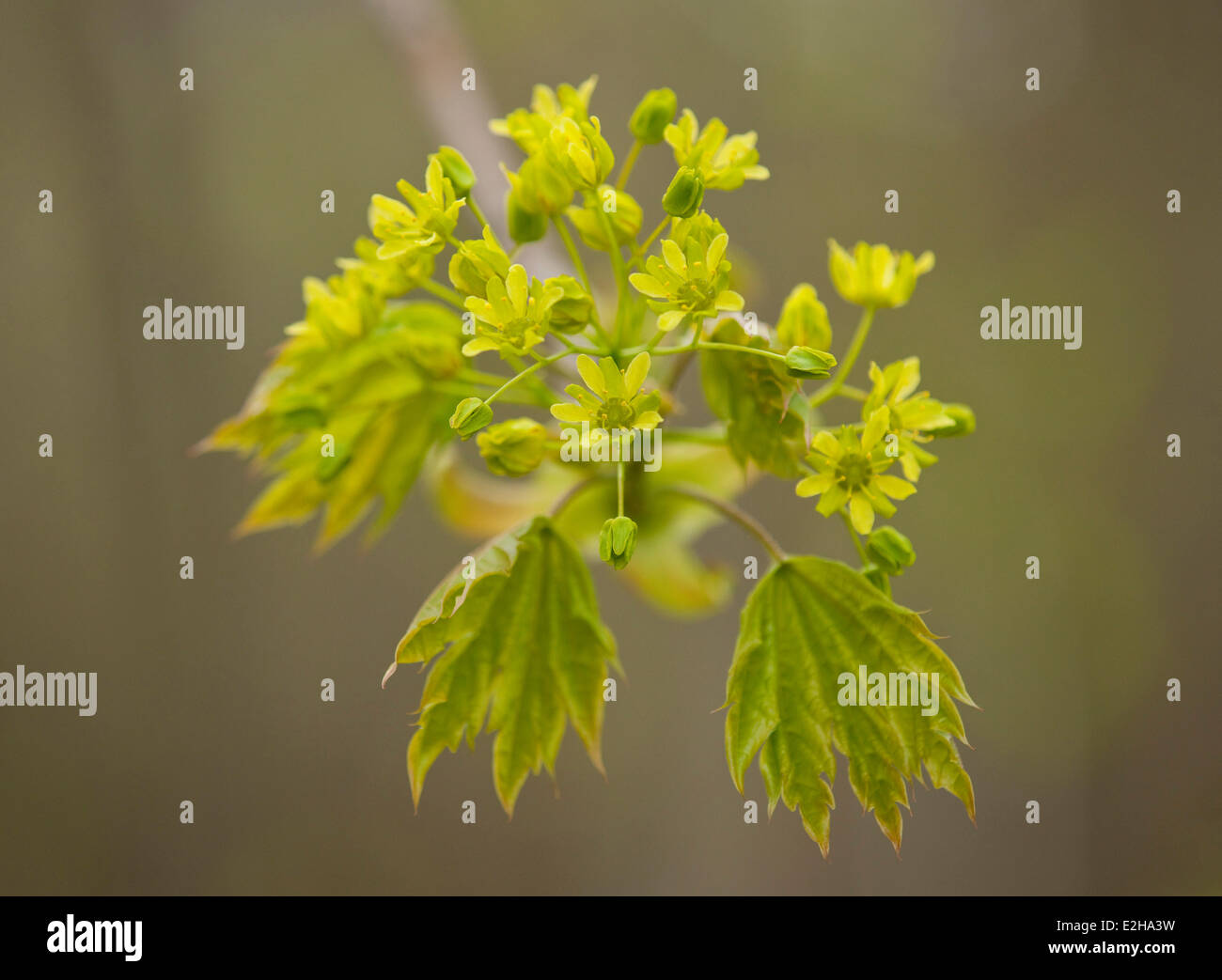 Norvegia (acero Acer platanoides), fioritura, Turingia, Germania Foto Stock