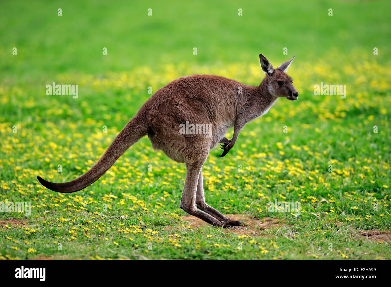 Kangaroo Island Kangaroo (Macropus fuliginosus fuliginosus), Adulto, avviso, South Australia, Australia Foto Stock