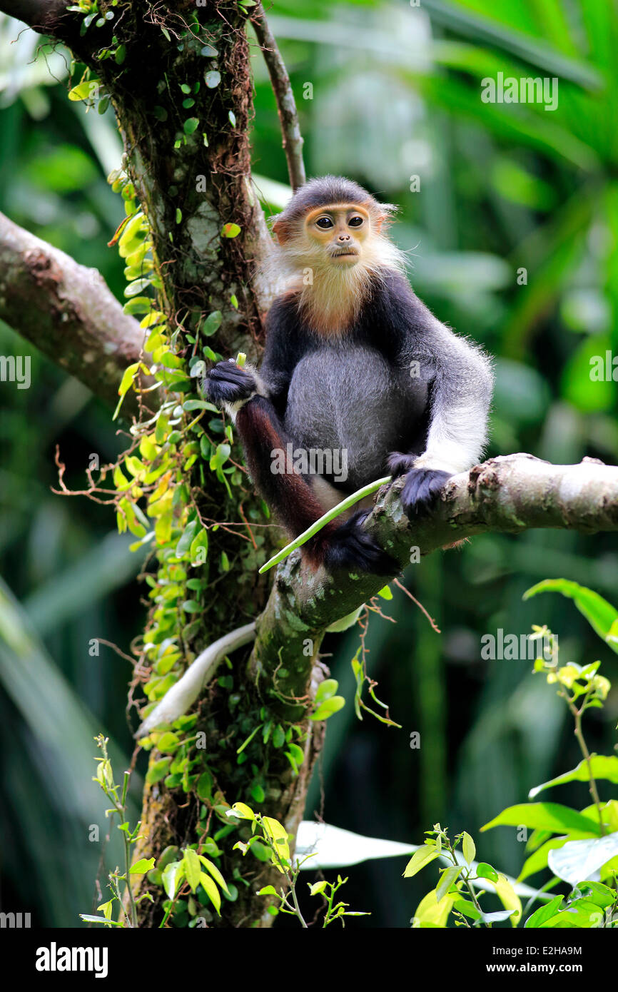 Rosso-shanked Douc o Douc Langur (Pygathrix nemaeus), subadult, su albero, Asia Foto Stock