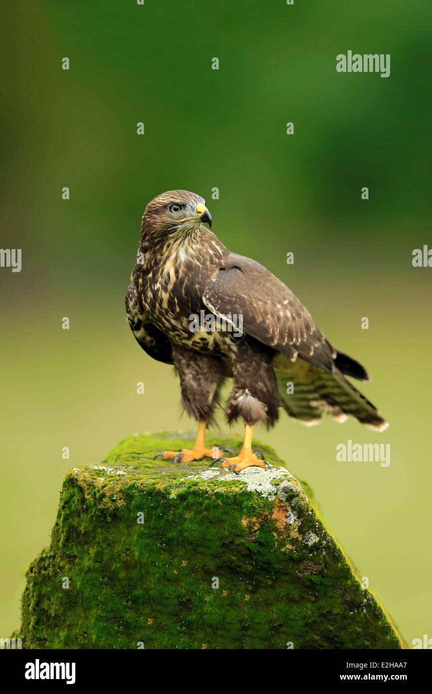 La poiana (Buteo buteo) adulto, sul pesce persico, Eifel, Germania Foto Stock