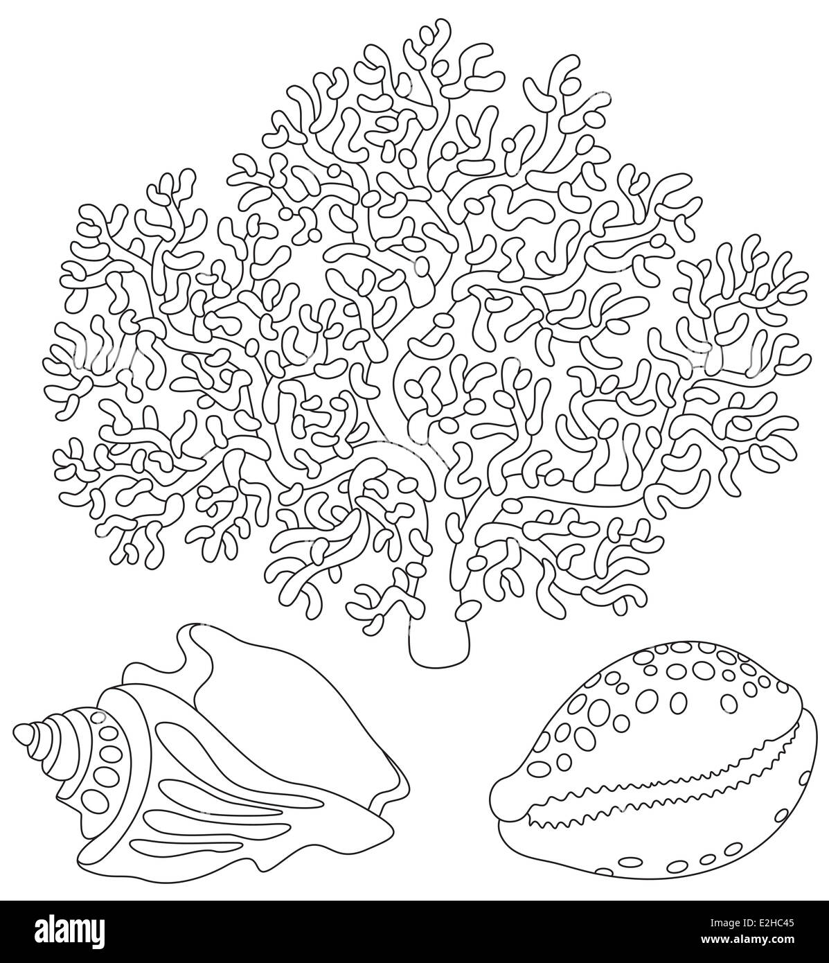 Corallo e conchiglie Foto stock - Alamy