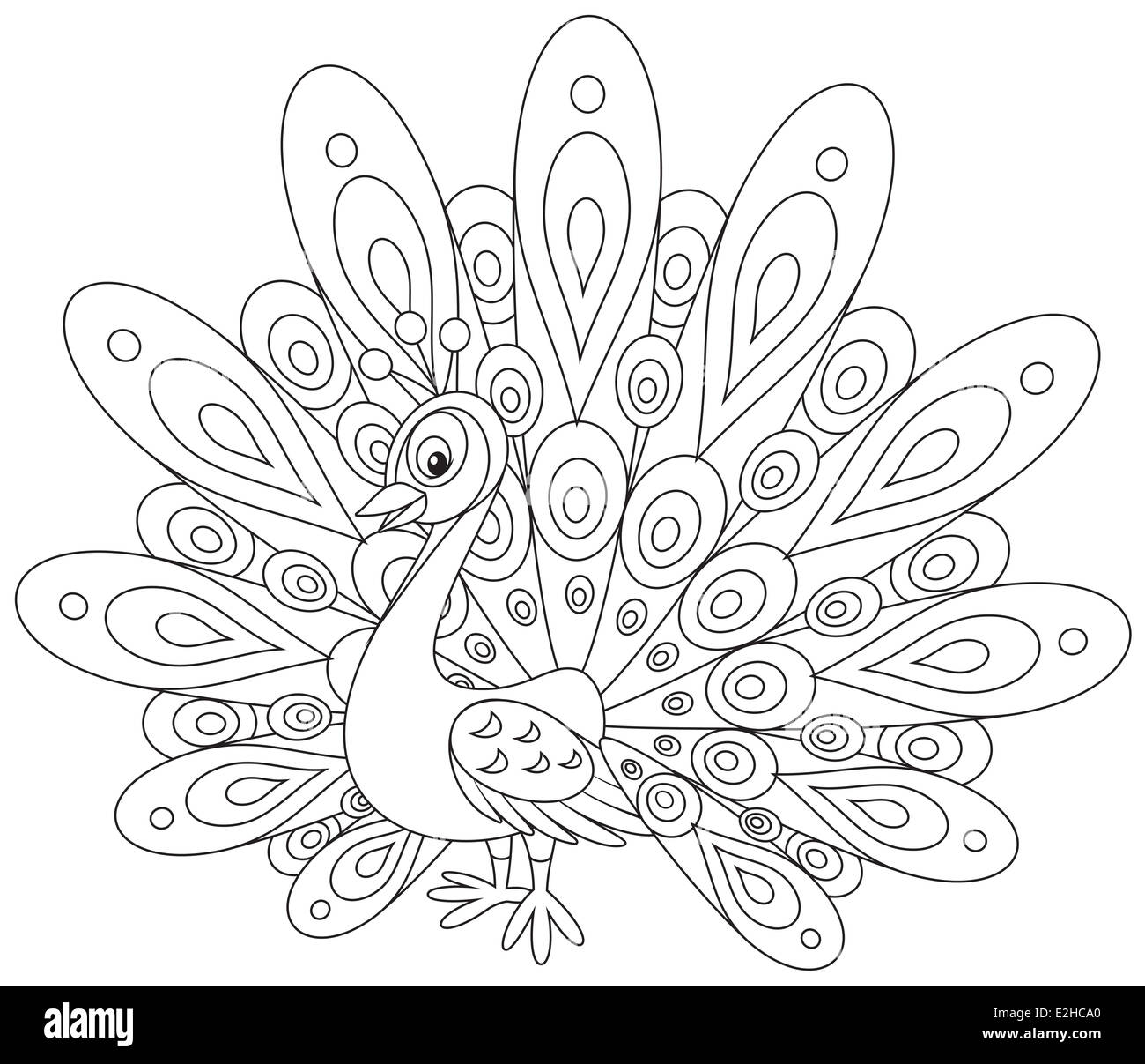Pavone Foto Stock