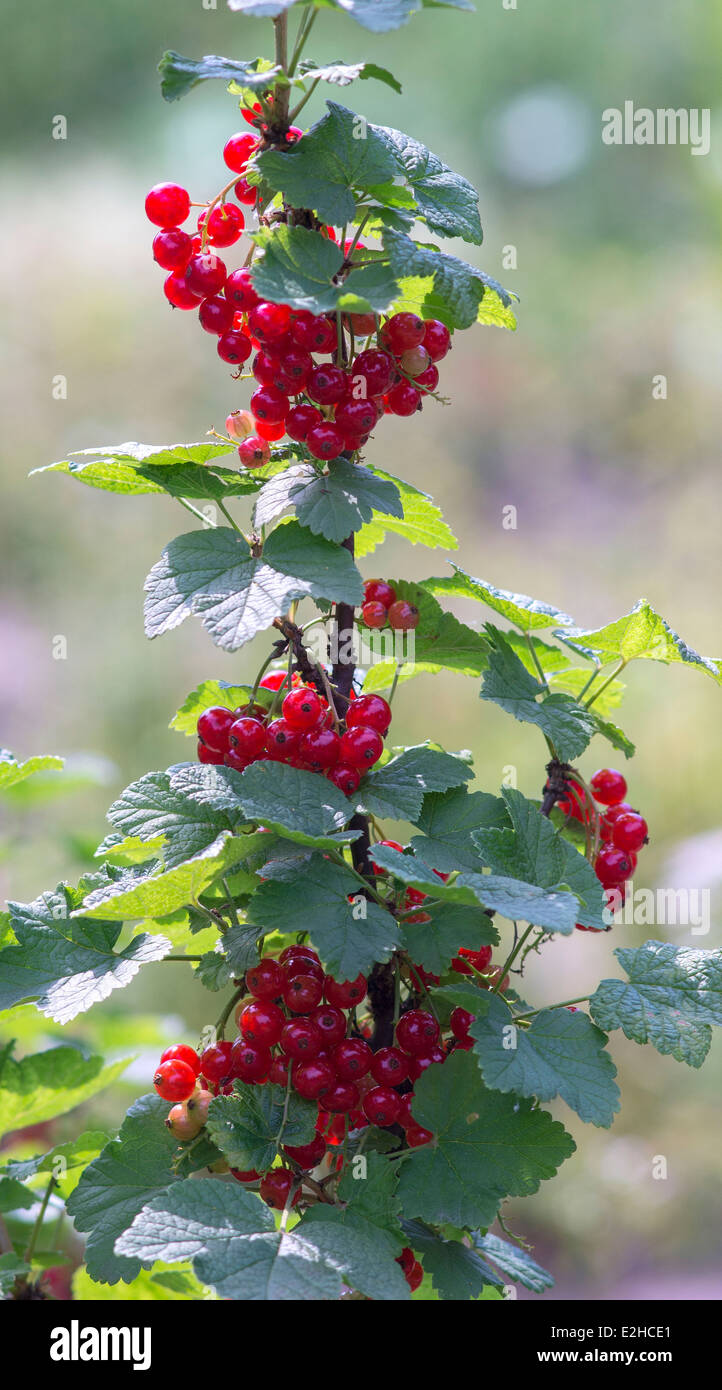 Ribes rosso a frutto di Ribes rubrum Foto Stock