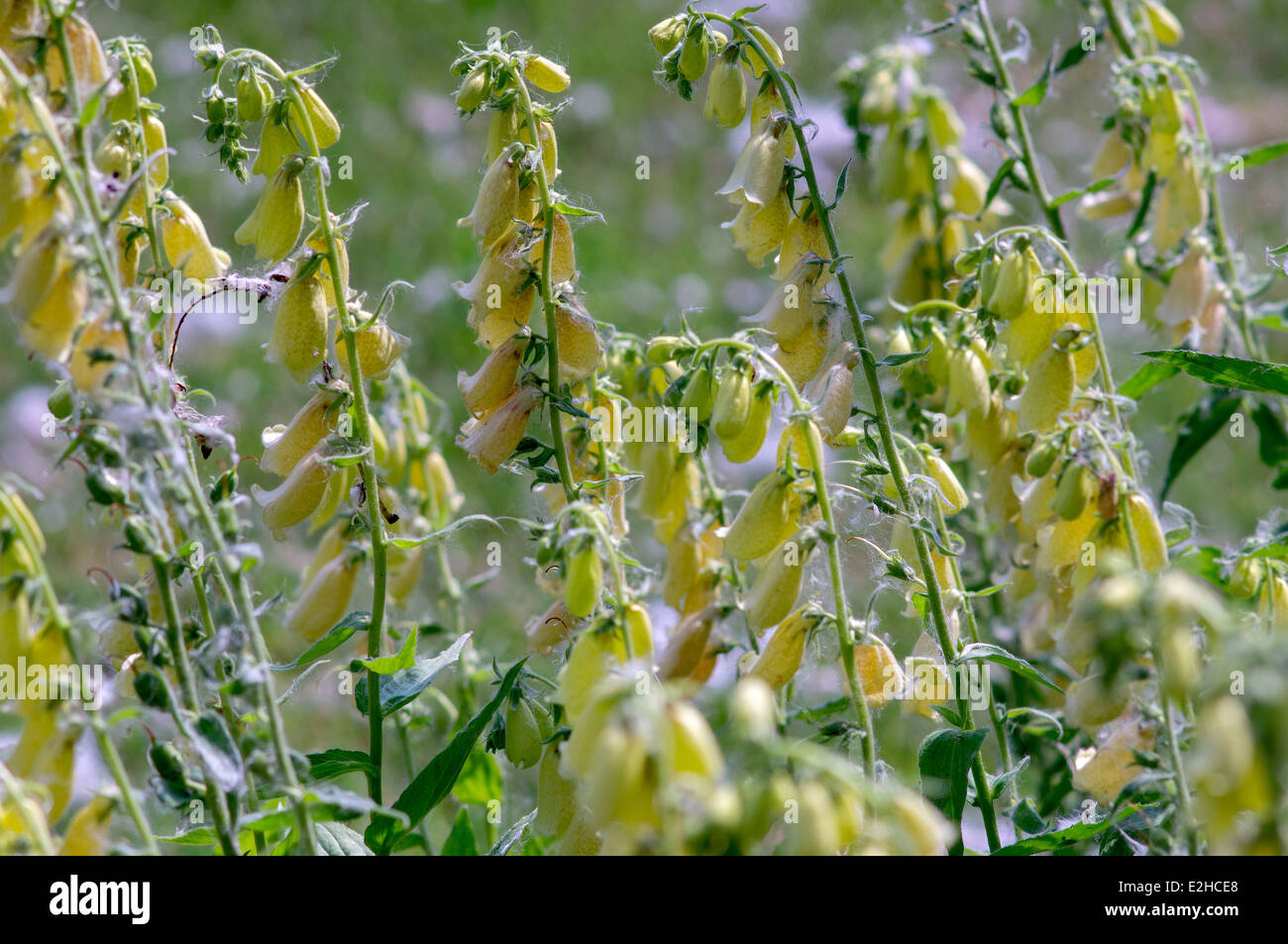 Foxglove fiori gialli close up Digitalis lanata Foto Stock