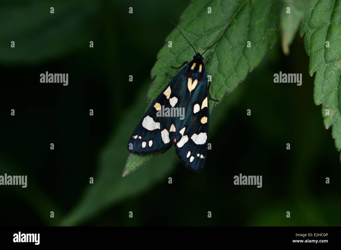 Tiger Moth Callimorfa dominula sul sentiero costiero Foto Stock