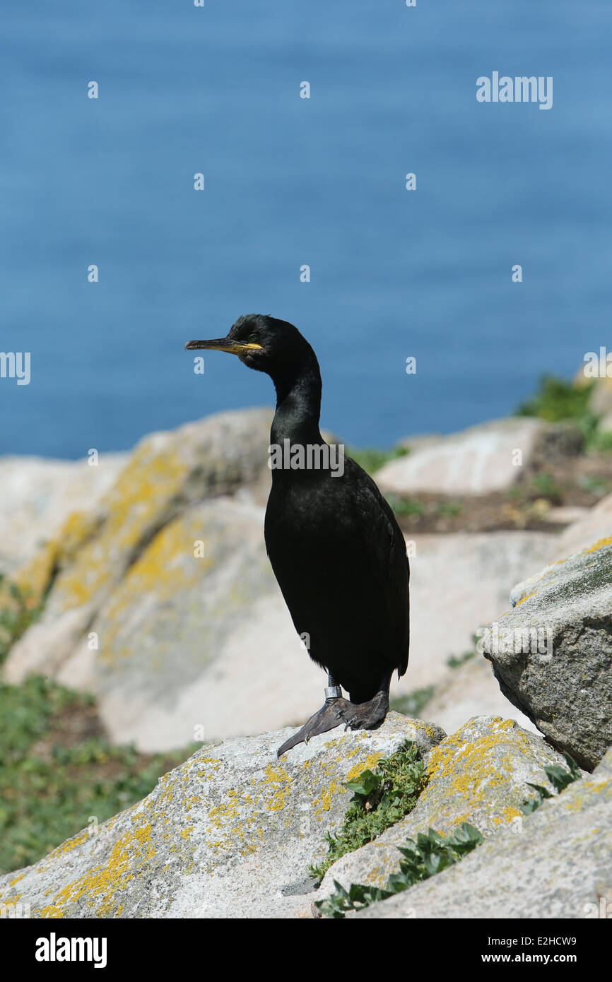 Un cormorano sulle isole Saltee di Wexford in Irlanda. Foto Stock