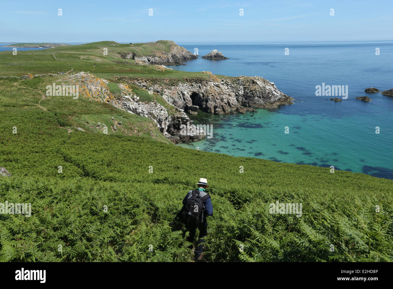 Un uomo cammina attraverso un campo di felci con una vista del mare Celtico in background sulla Grande Isola Saltee di Wexford in Irlanda. Foto Stock