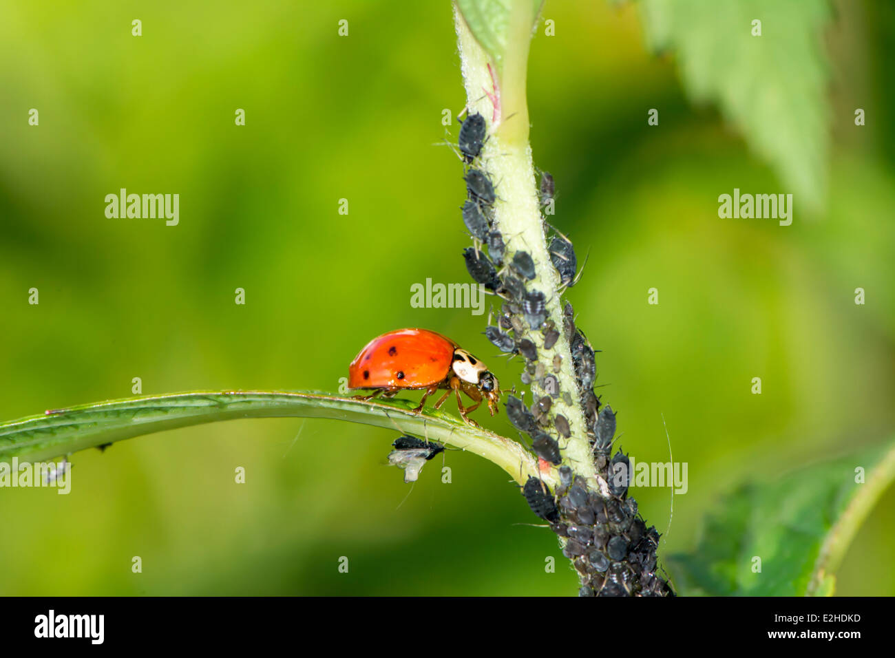 Lotta biologica contro i parassiti - ladybug mangiare i pidocchi Foto Stock