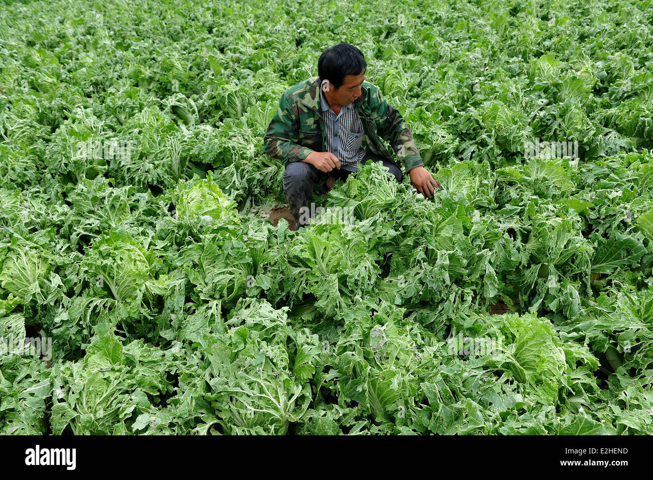 Di Chaoyang, cinese della provincia di Liaoning. Xx Giugno, 2014. Un agricoltore controlla la condizione di cavolo colpita da saluta in villaggio Taipingzhuang sotto Jianping contea di Chaoyang, città nord-est della Cina di Provincia di Liaoning, 20 giugno 2014. Venti forti e martoriato saluta la contea di mercoledì sera, causando inondazioni e che colpisce alcuni 31.000 persone. © Bai Tiejun/Xinhua/Alamy Live News Foto Stock