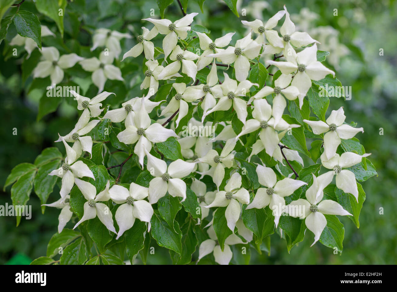 Kousa sanguinello fiori close up Cornus kousa Foto Stock