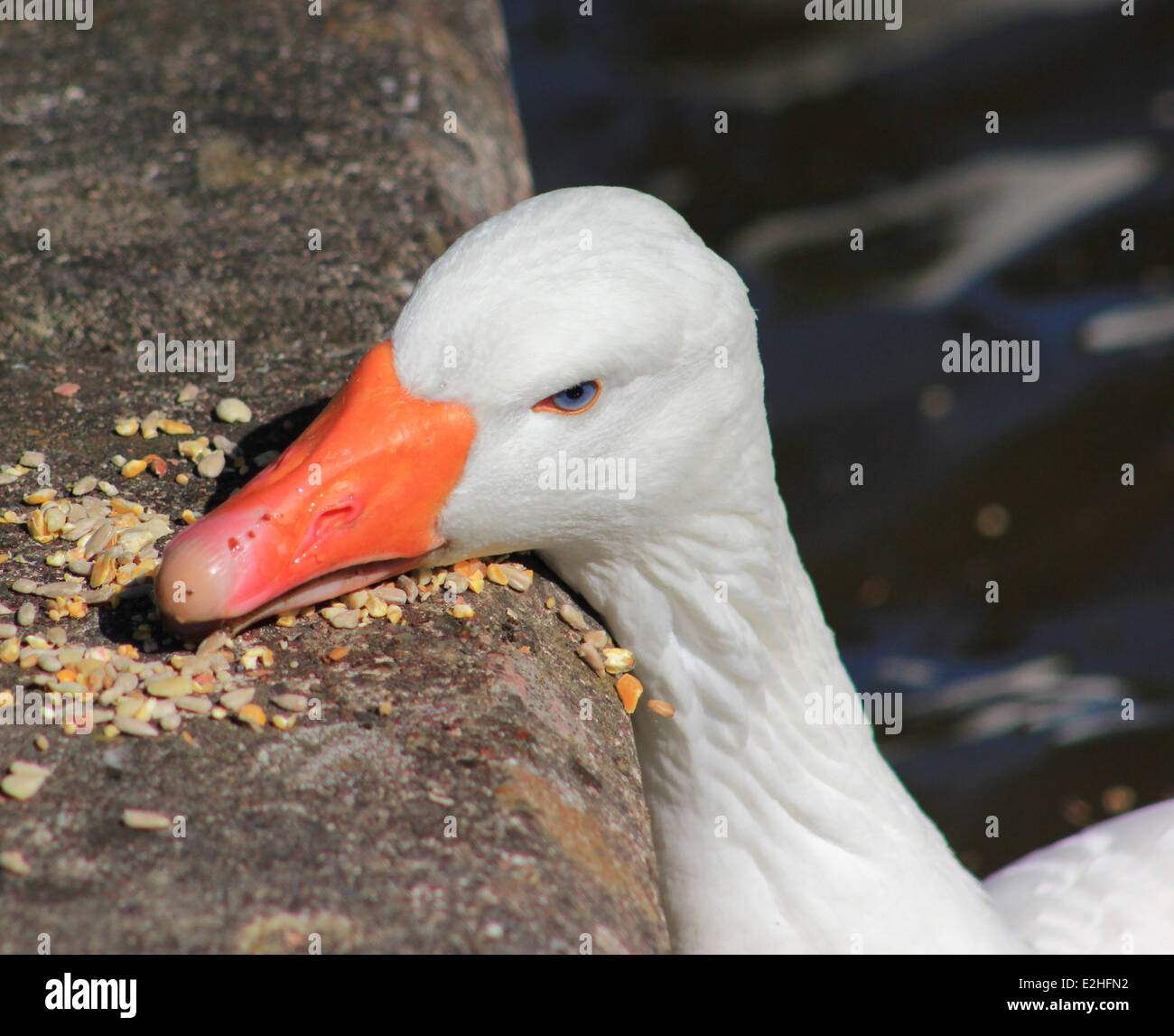Oca domestica alimentazione da canal bank Foto Stock