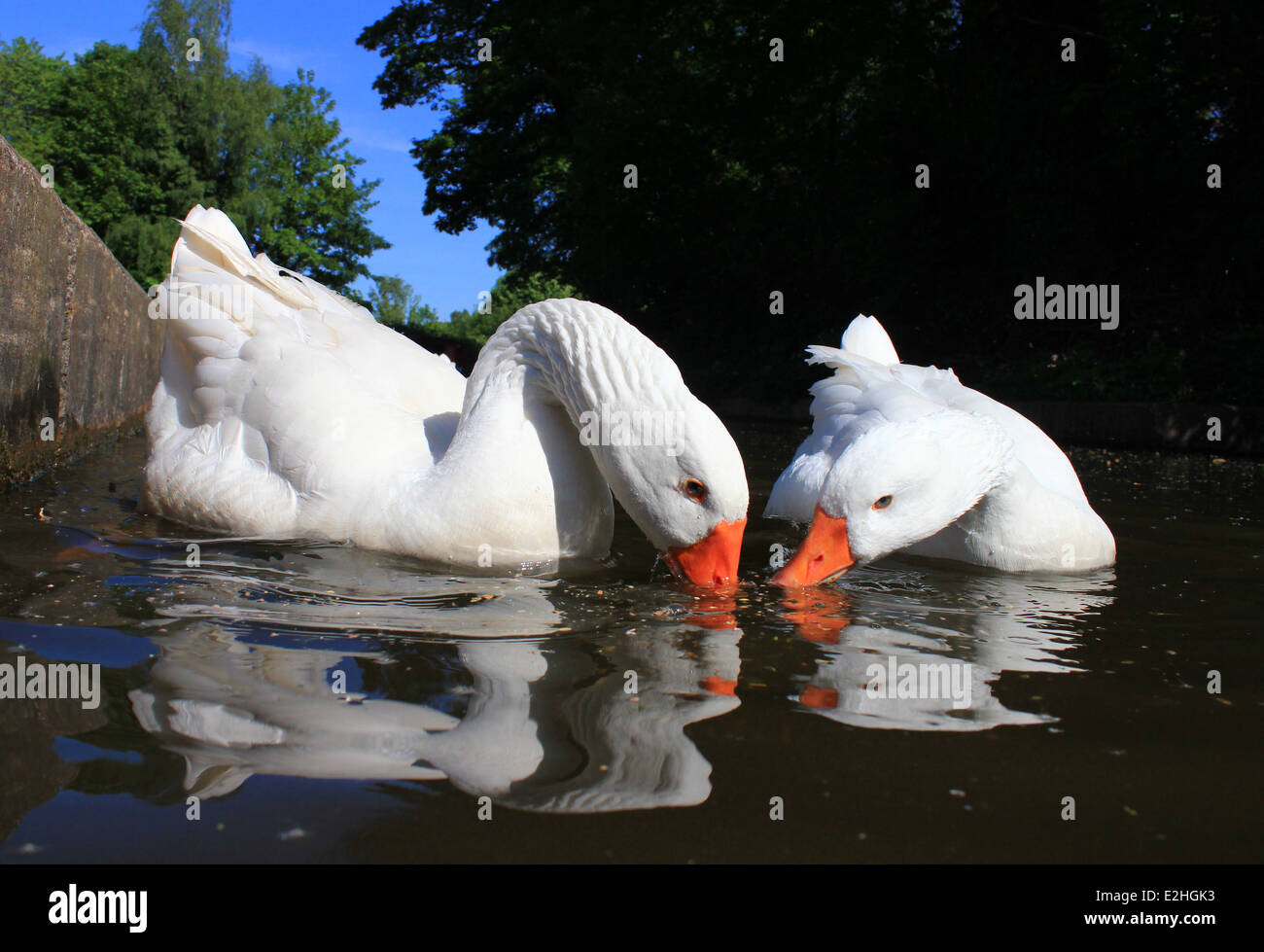 Oche domestiche alimentando in Llangollen Canal Foto Stock