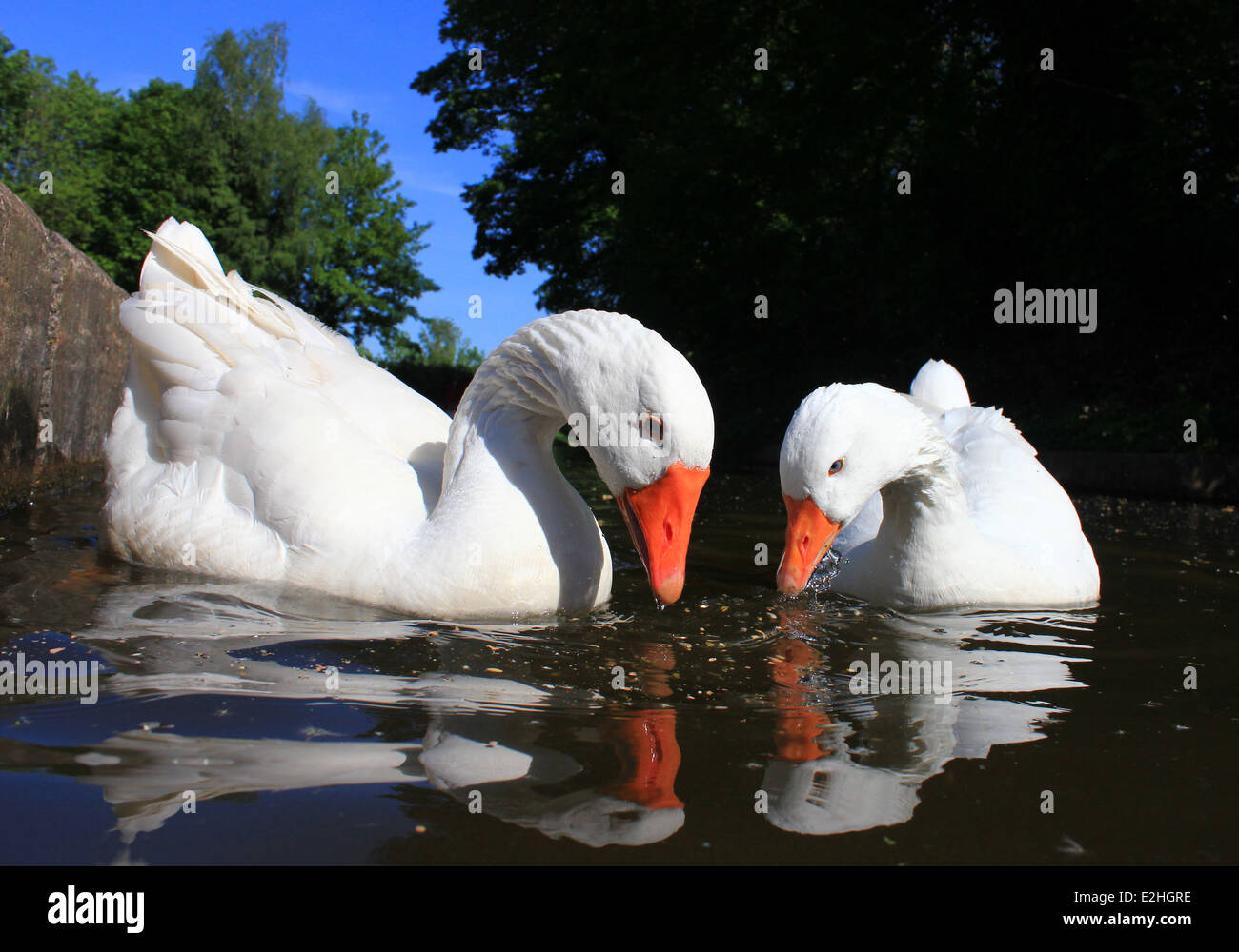 Oche domestiche alimentando in Llangollen Canal Foto Stock
