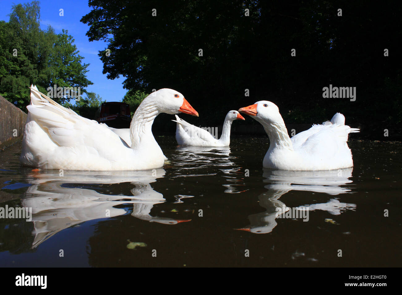 Oche domestiche alimentando in Llangollen Canal Foto Stock