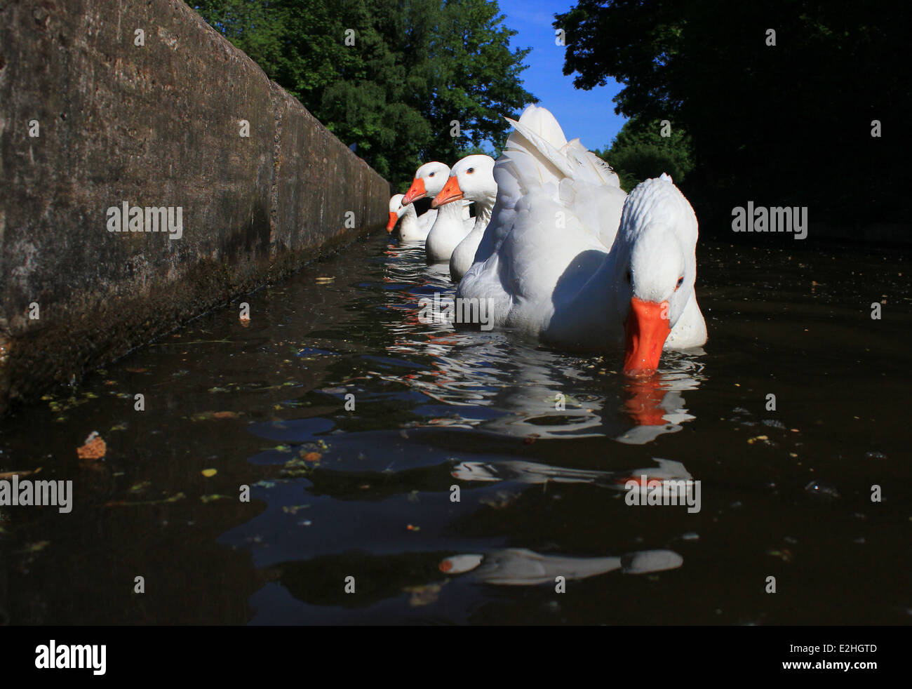 Oche domestiche alimentando in Llangollen Canal Foto Stock