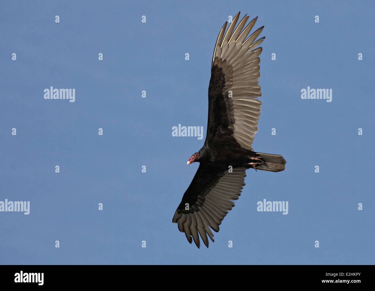 La Turchia Vulture (Cathartes aura) in volo Foto Stock