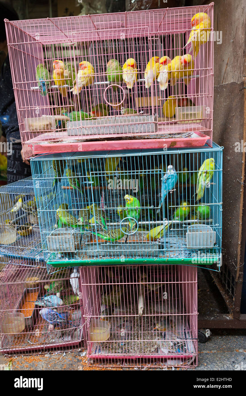Gli uccelli per la vendita nel mercato degli uccelli Foto stock - Alamy