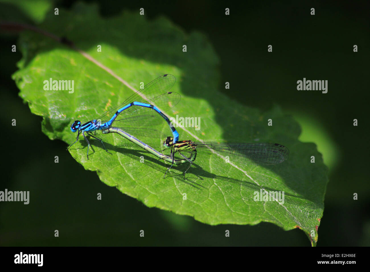 Azure damselflies coniugata di una foglia Foto Stock