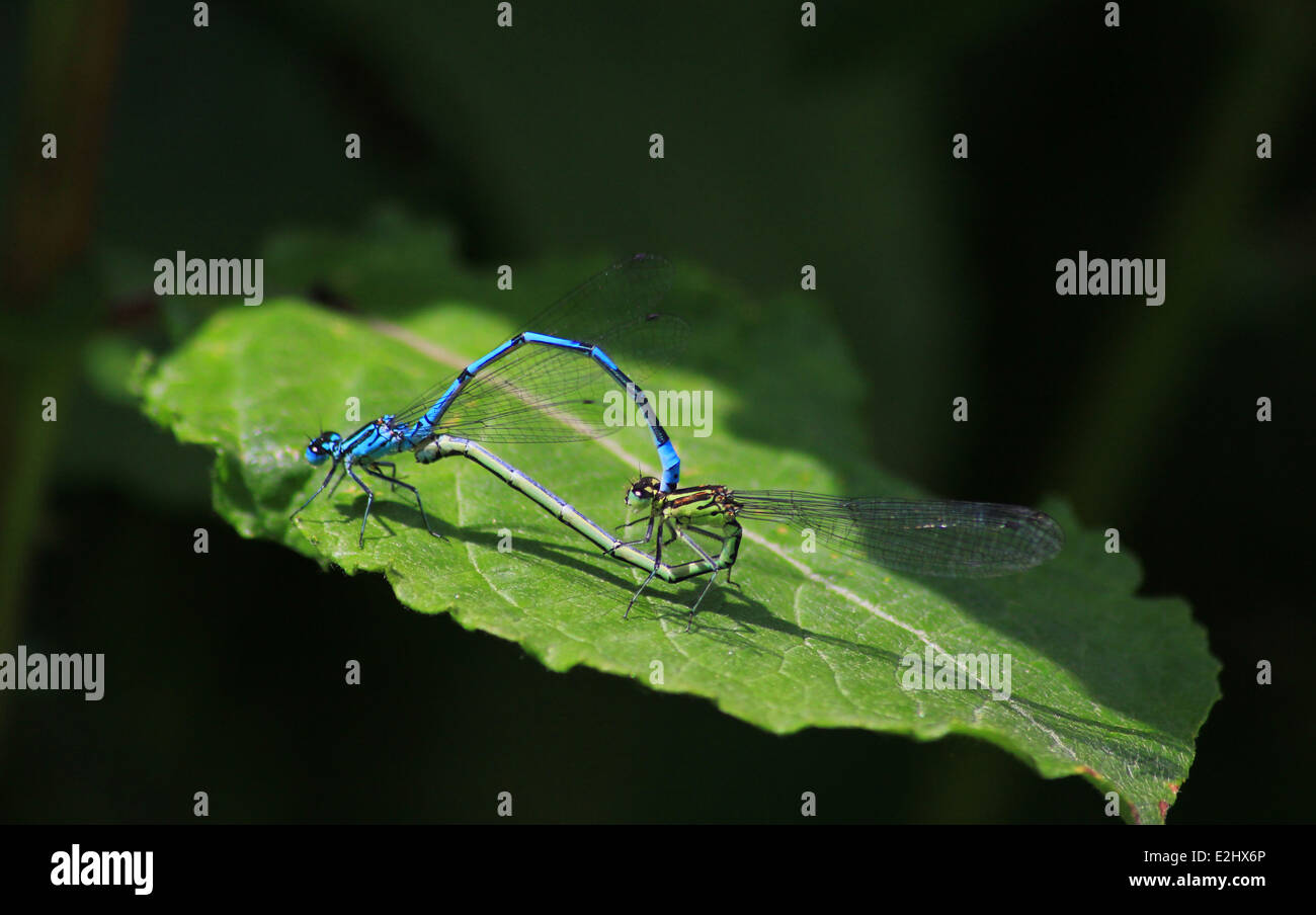 Azure damselflies coniugata di una foglia Foto Stock
