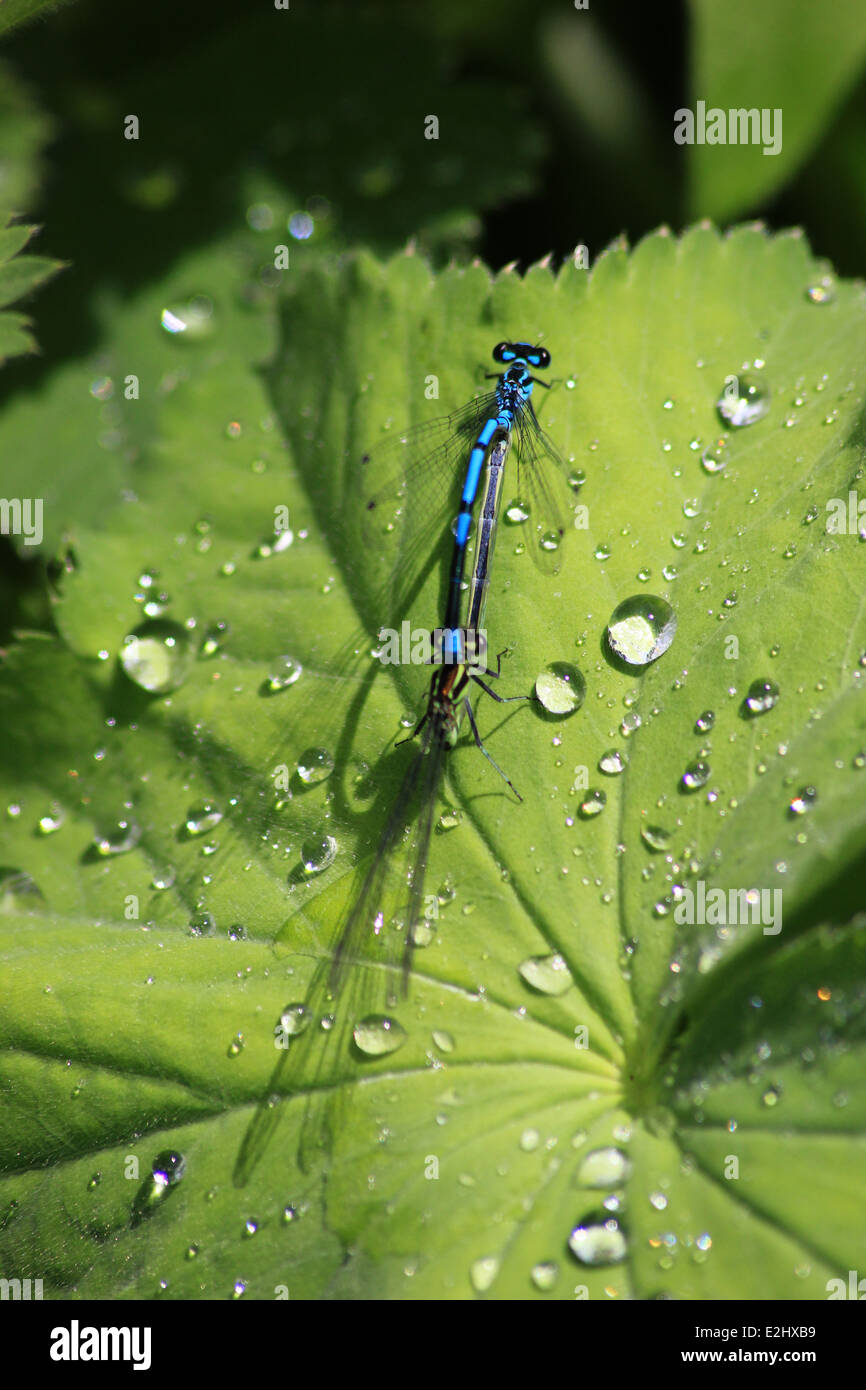 Azure damselflies coniugata di una foglia Foto Stock