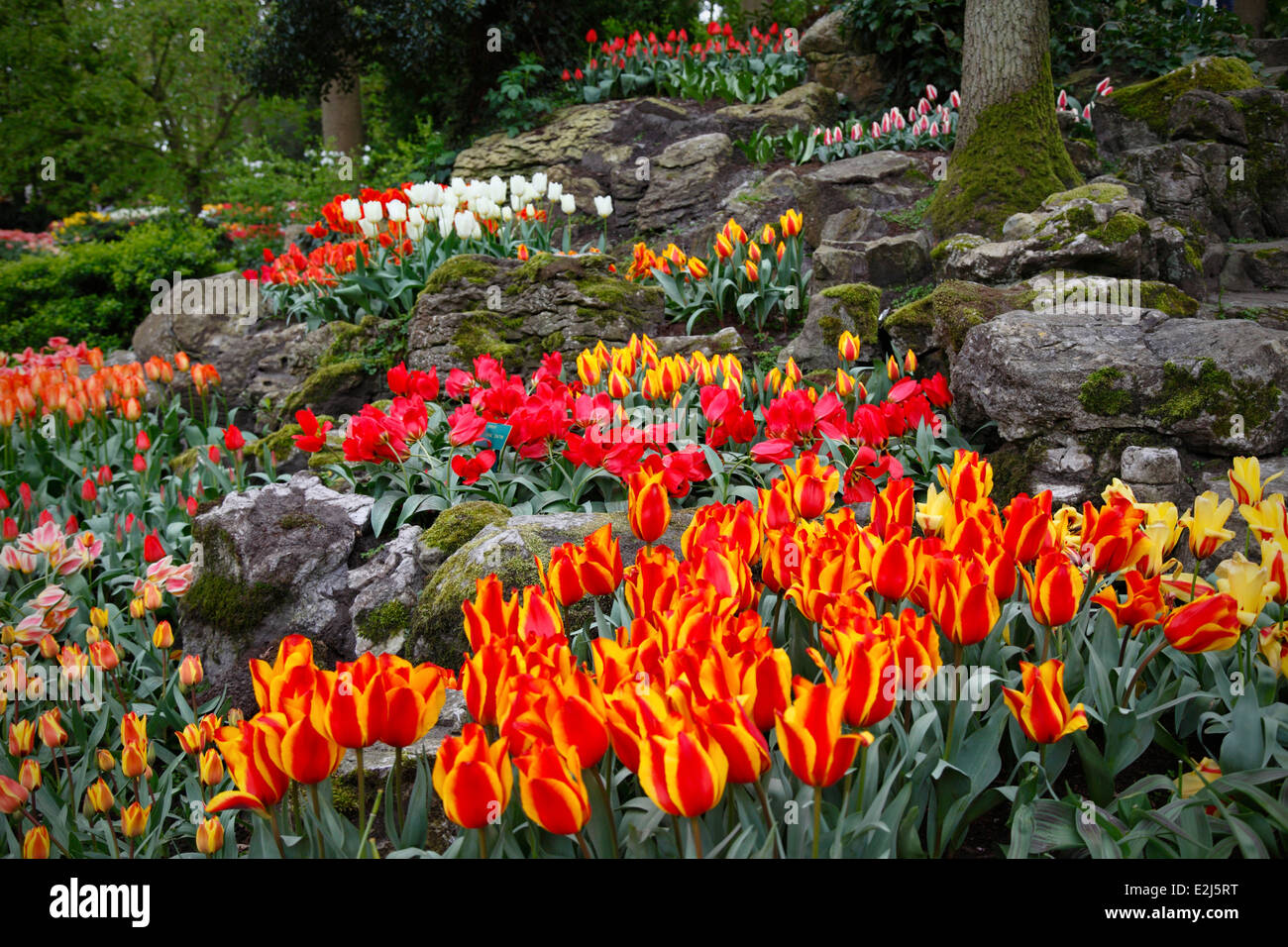 Tulipani in giardini Keukenhof vicino a Lisse nei Paesi Bassi Foto Stock