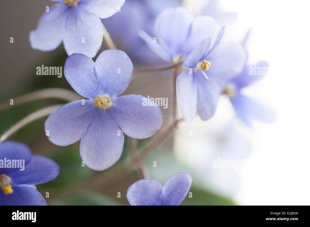 Bellissimi fiori viola su blur sullo sfondo Foto Stock