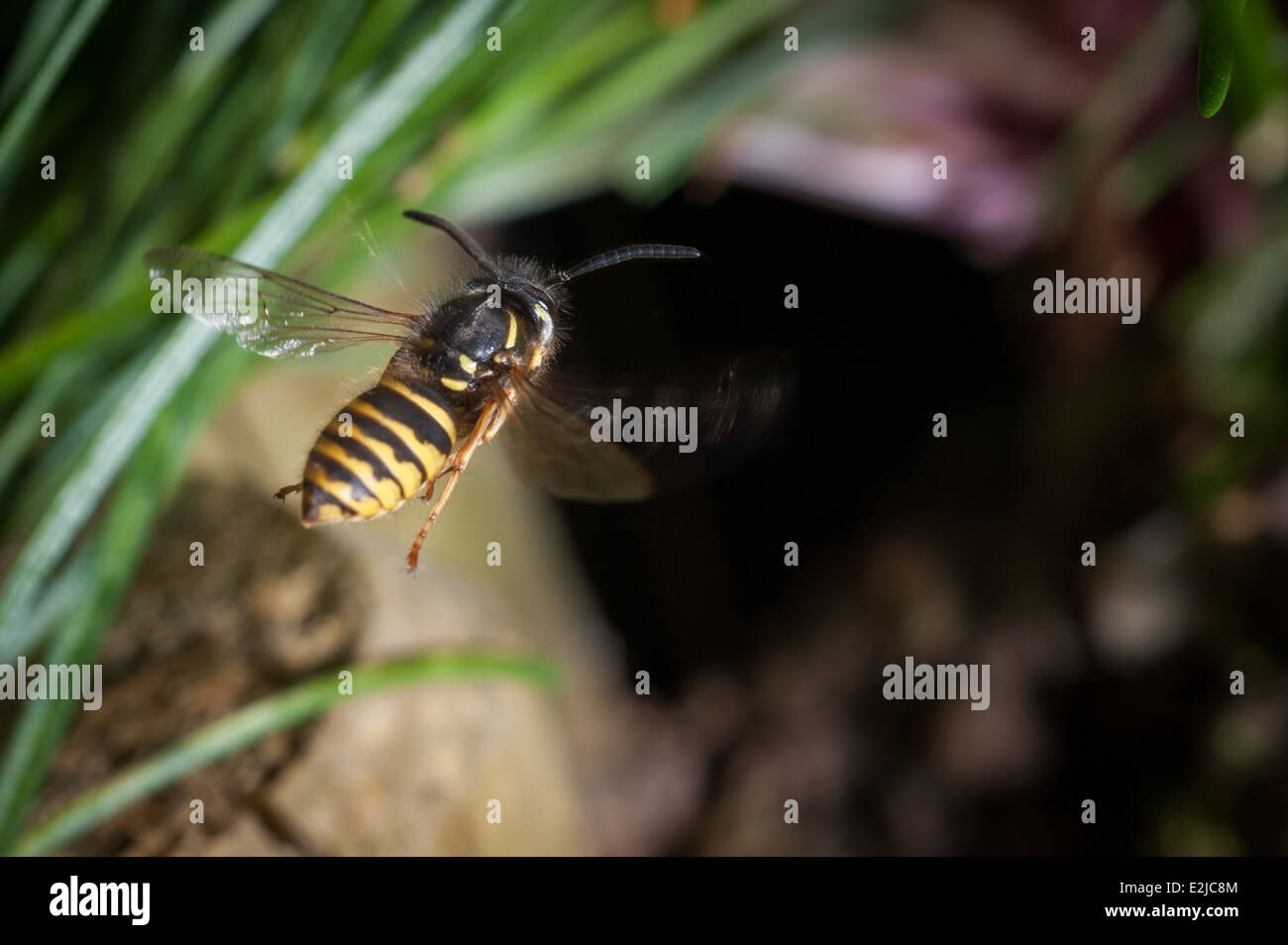 Vespa comune, Vespola vulgaris, in un giardino a Exeter, Devon, Regno Unito. Foto Stock