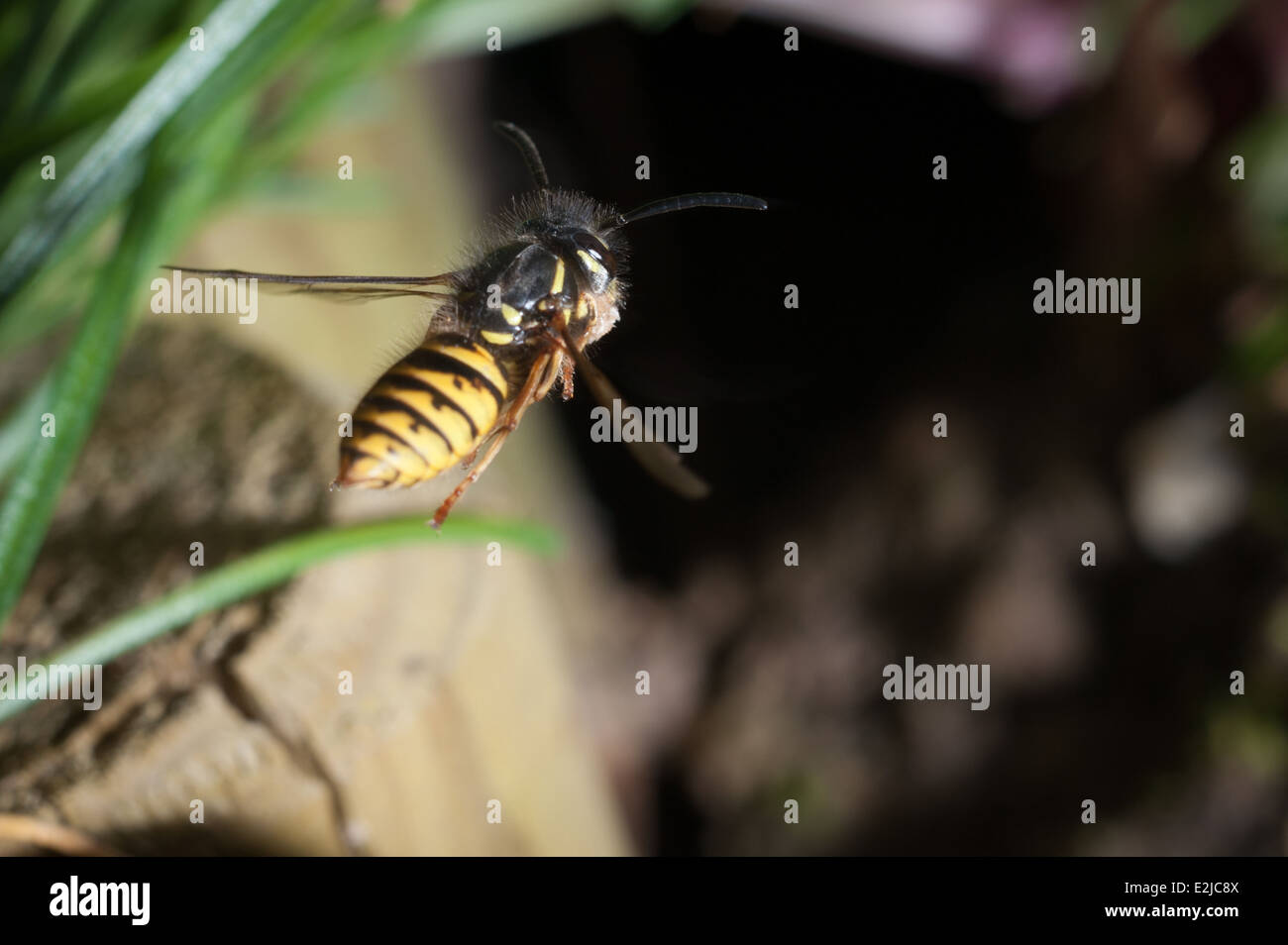 Vespa comune, Vespola vulgaris, in un giardino a Exeter, Devon, Regno Unito. Foto Stock