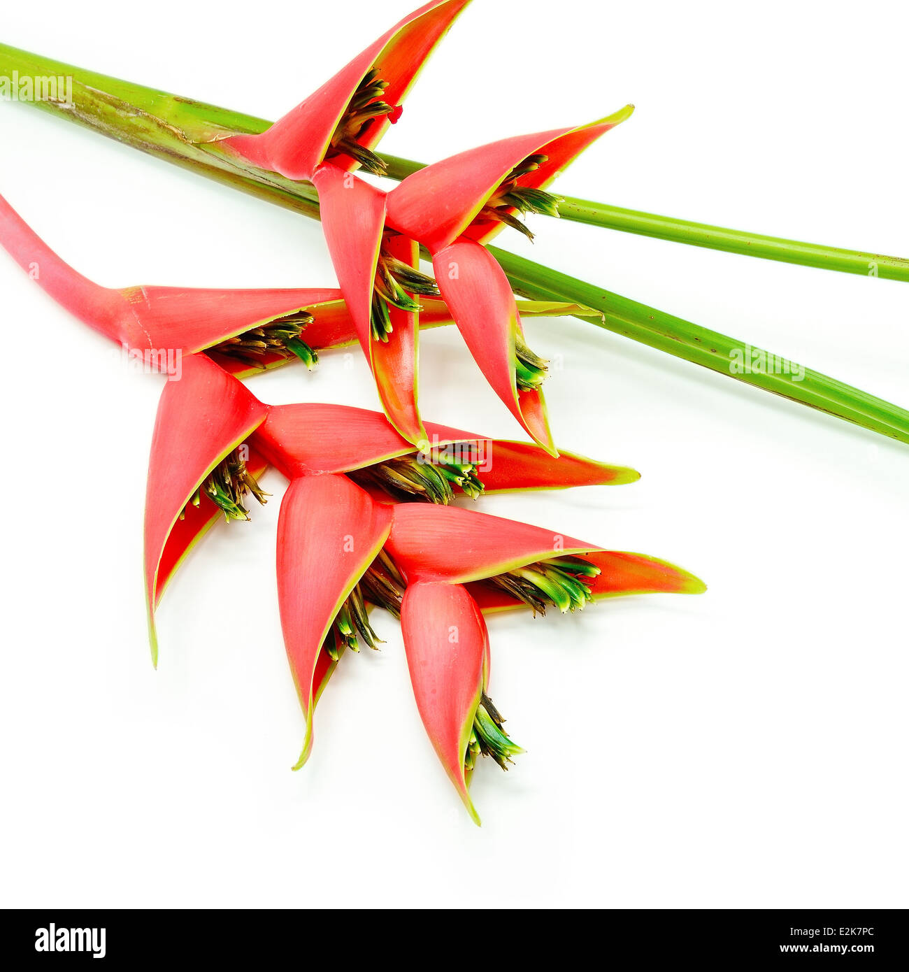 Heliconia tropicale Fiore (Heliconia stricta), isolata su uno sfondo bianco Foto Stock