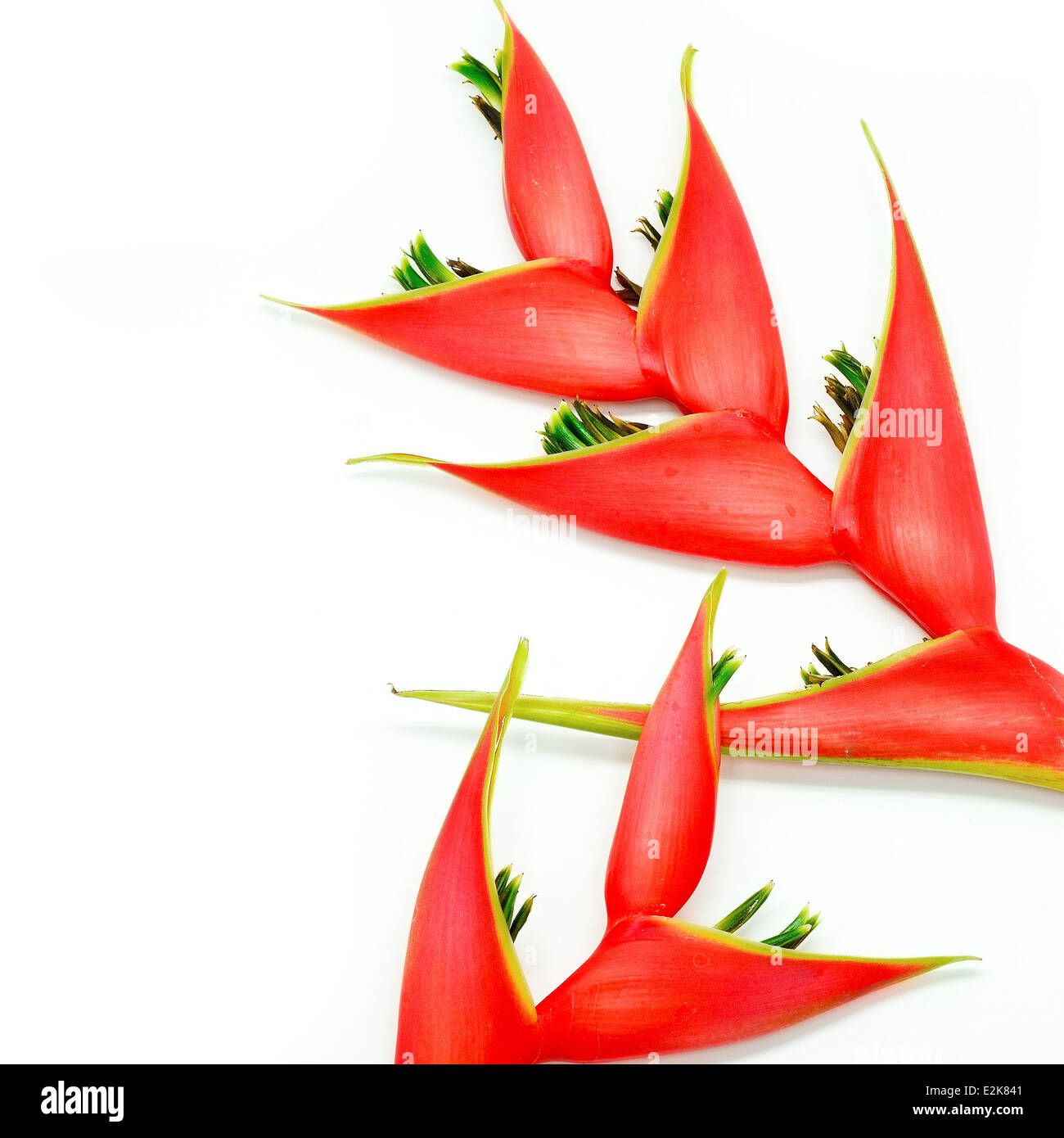 Heliconia tropicale Fiore (Heliconia stricta), isolata su uno sfondo bianco Foto Stock