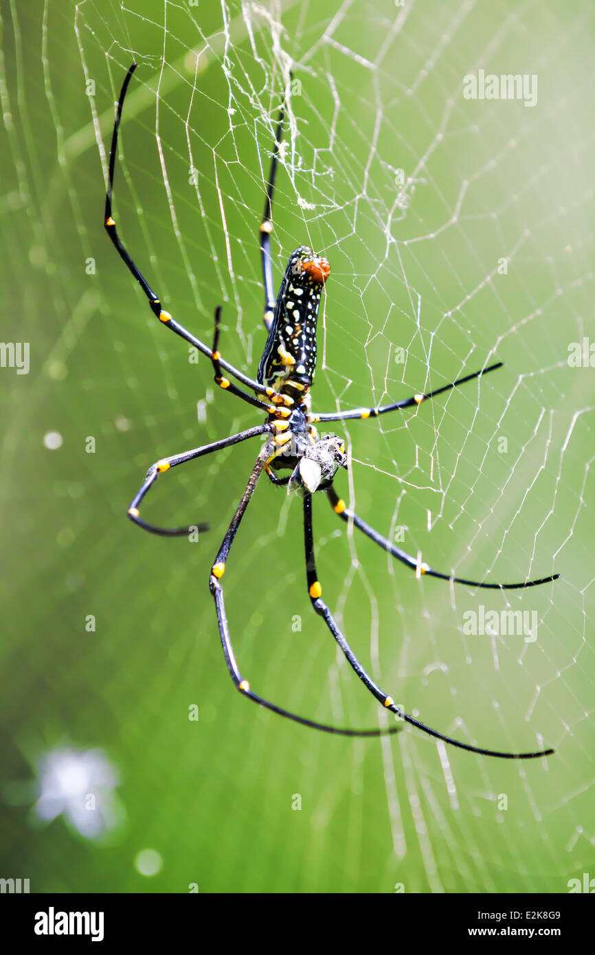 Il ragno gigante in un gigante di web nella foresta di Thailandia Foto Stock