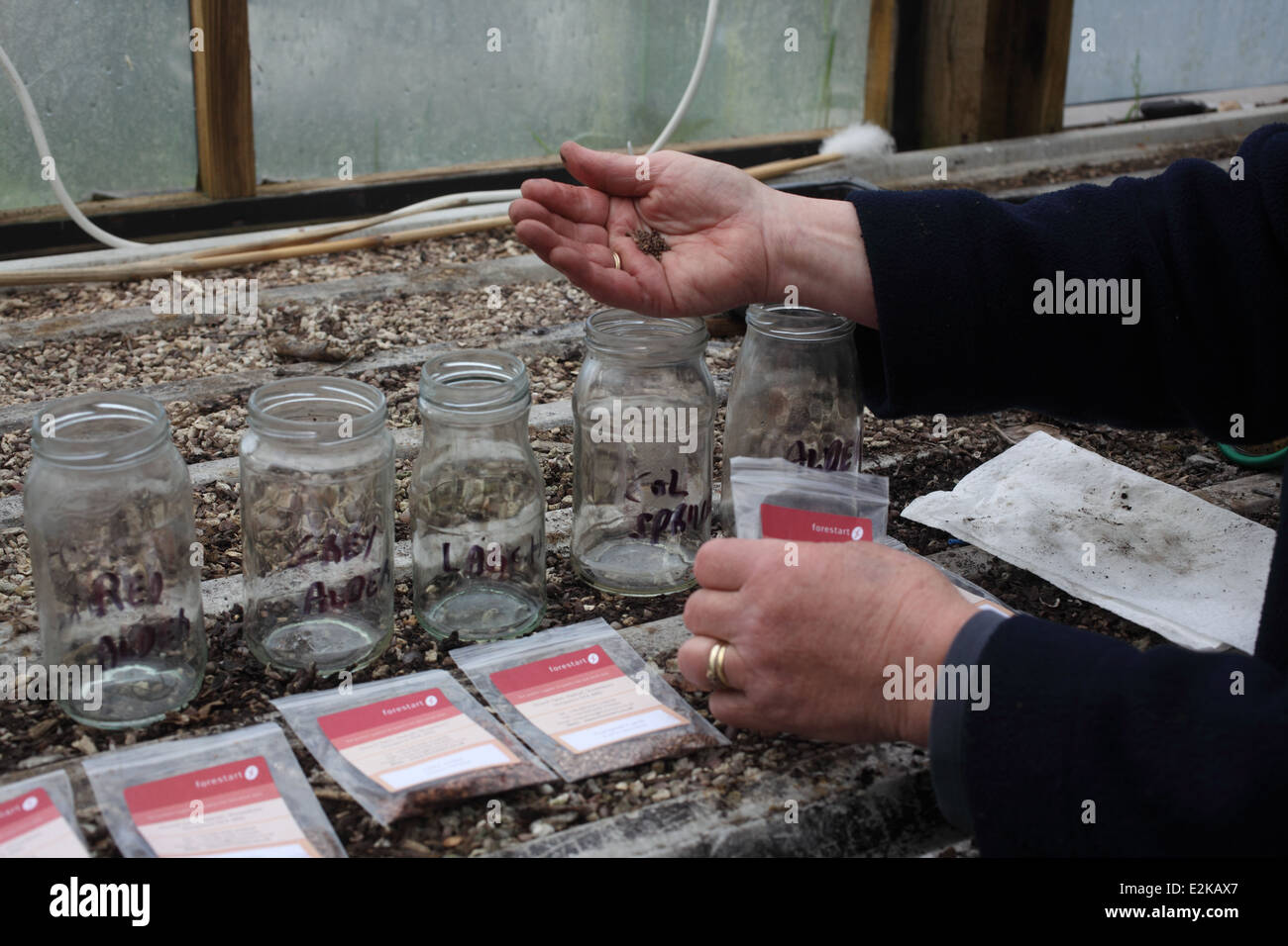 La coltivazione degli alberi che richiedono la stratificazione dal seme Fase 2 Aggiungere i semi di jar Foto Stock