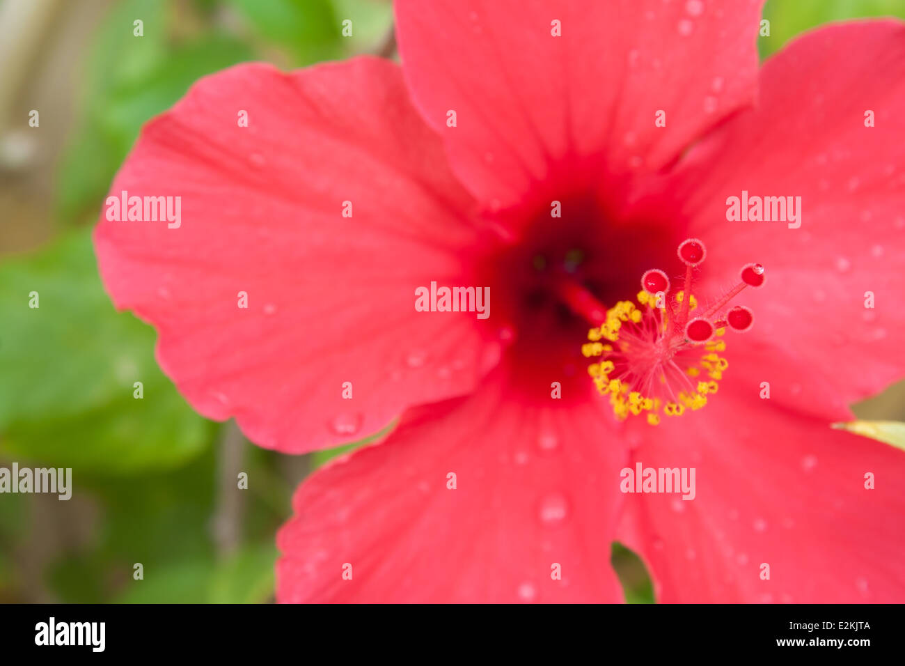 Flower hibiscus closeup dettaglio scende dewdrops 'dew scende' sfocato " copia " spazio giardino verde Foto Stock