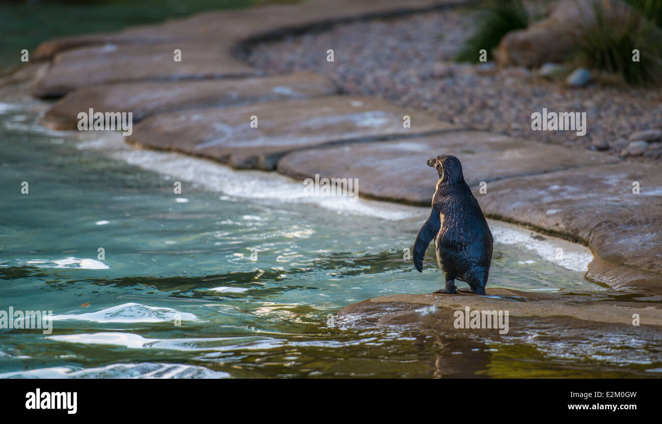 Lo zoo di Londra in serata. Giugno 2014. Regent's Park. Carino divertente contemplativa pinguino solitario. Foto Stock