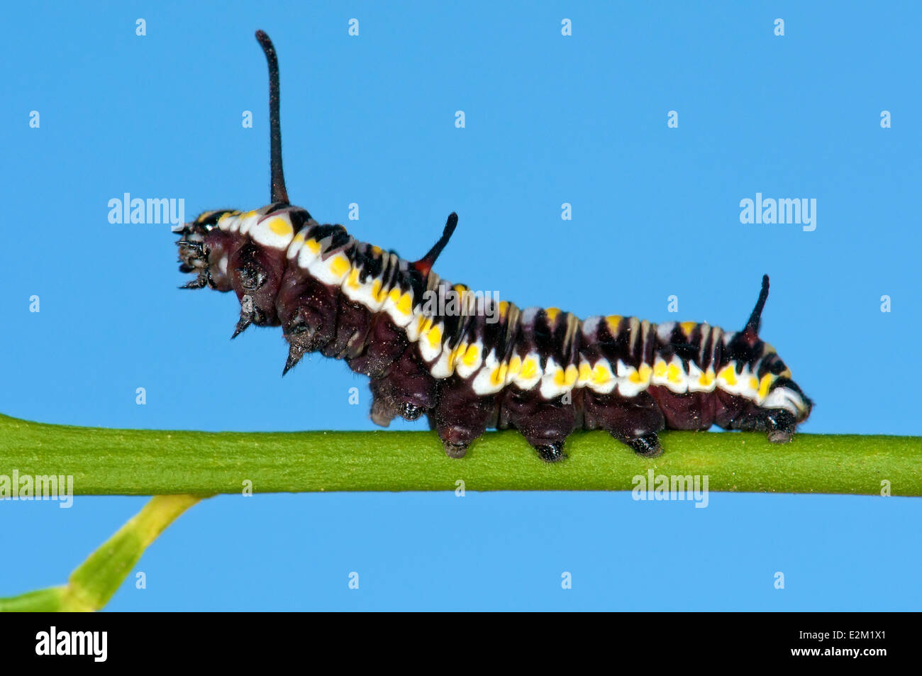 Danaus caterpillar Foto Stock