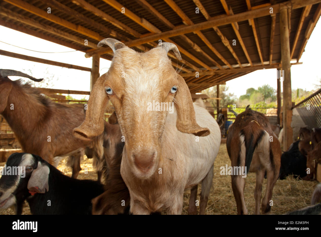 Capra in un capannone Foto Stock