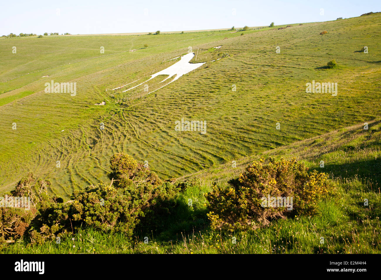 White Horse figura scolpita in Chalk scarpata pendio a Alton Barnes, Wiltshire, Inghilterra Foto Stock