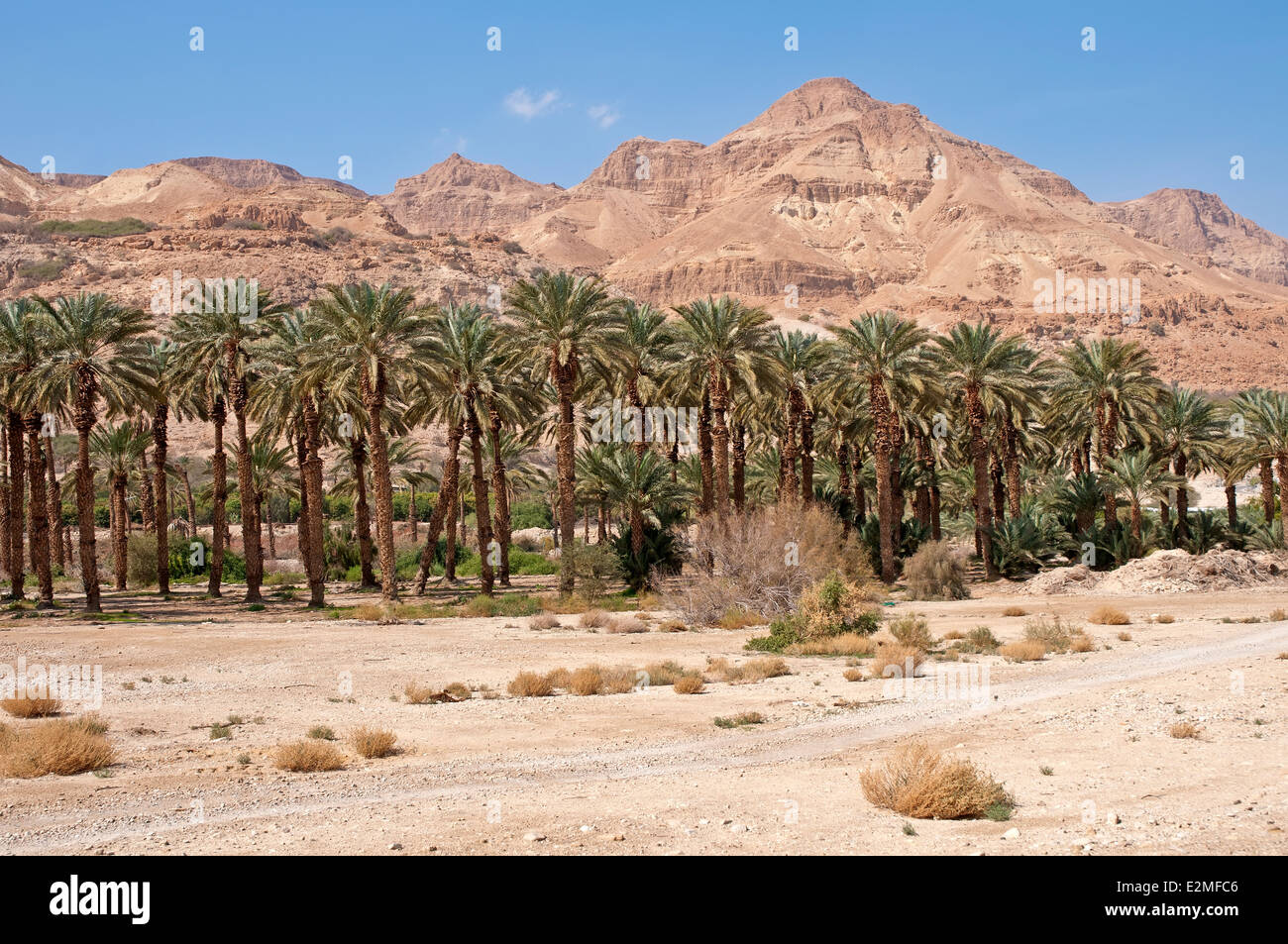 Piantagione di data di palme nel deserto Foto Stock