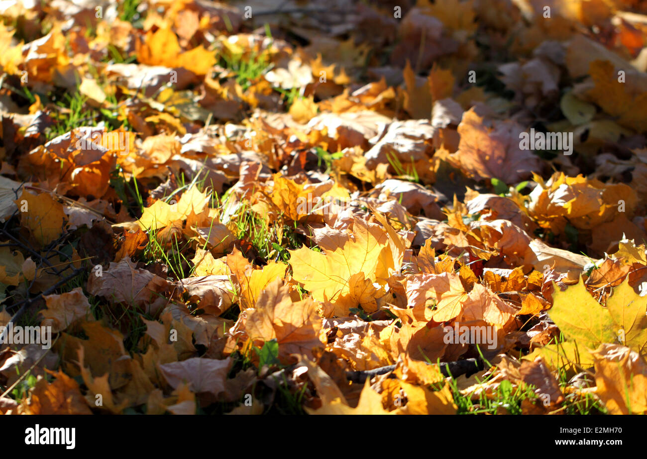 Colorate diverse foglie di autunno illuminato dalla luce solare Foto Stock