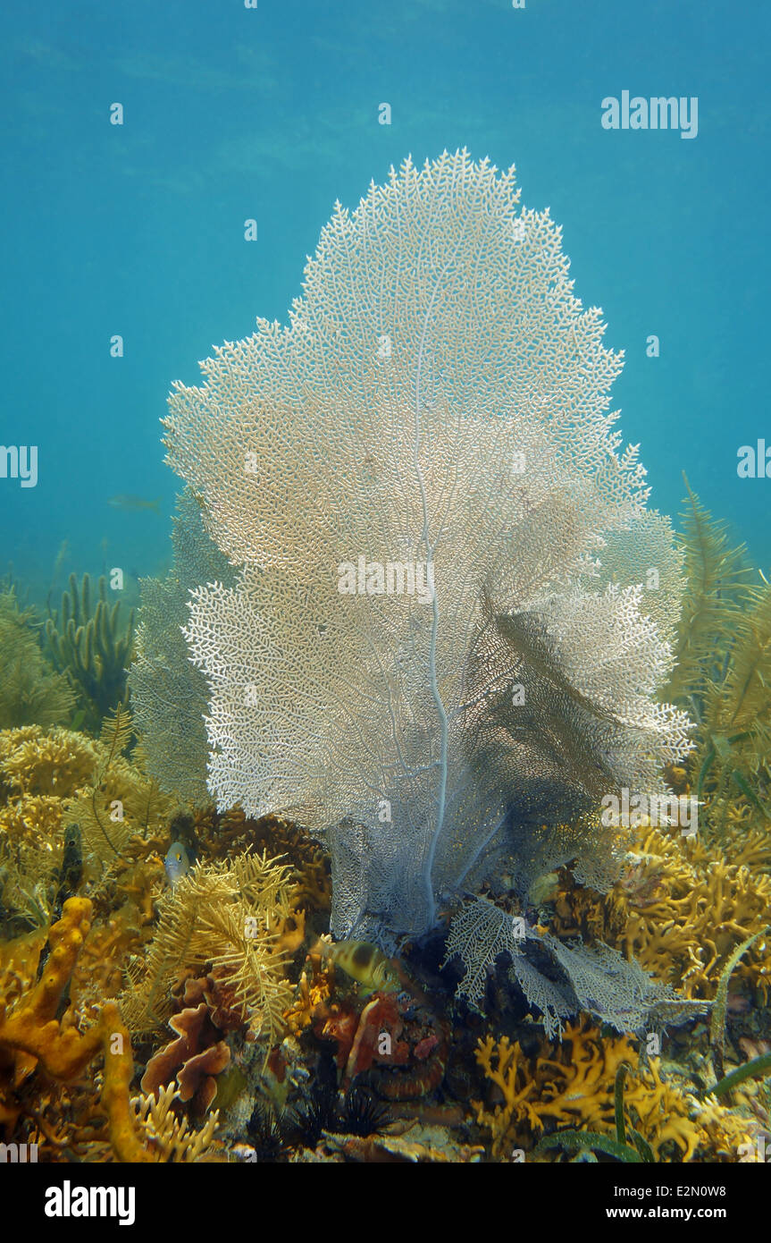 Un ventilatore di mare, Gorgonia ventalina, in una barriera corallina del Mar dei Caraibi Foto Stock