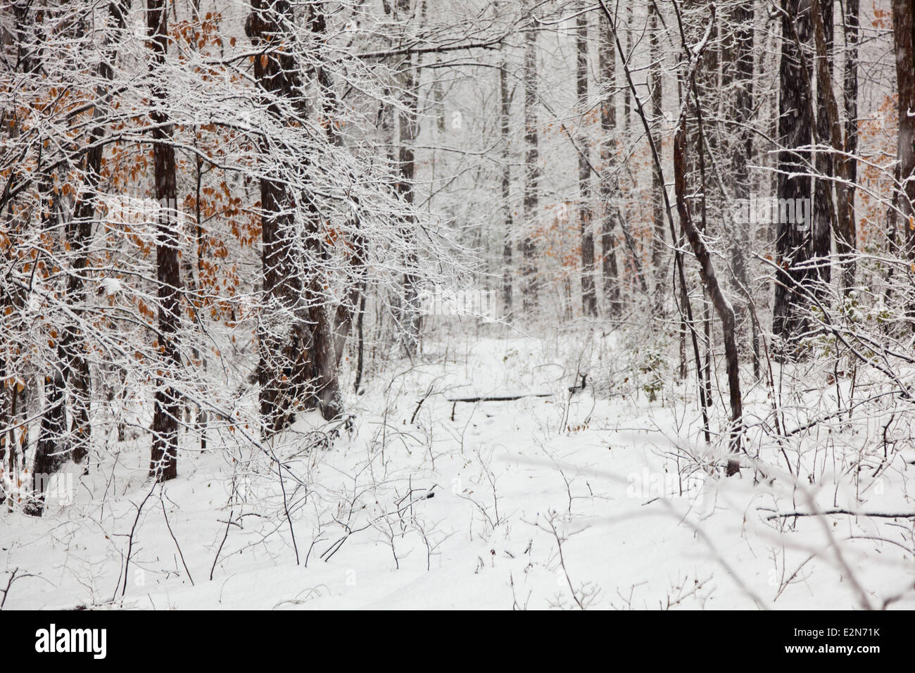 Coperta di neve alberi e rami durante il periodo invernale Foto Stock