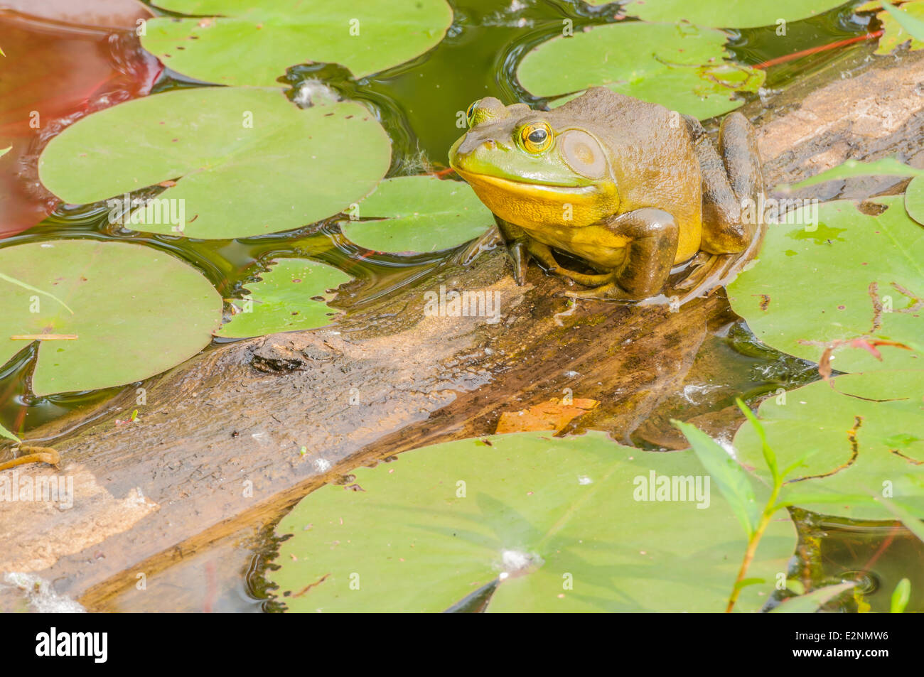 Bullfrog seduto su di un registro in una palude. Foto Stock