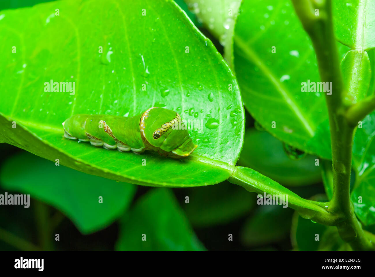 Caterpillar verde sulla foglia di lime. Foto Stock