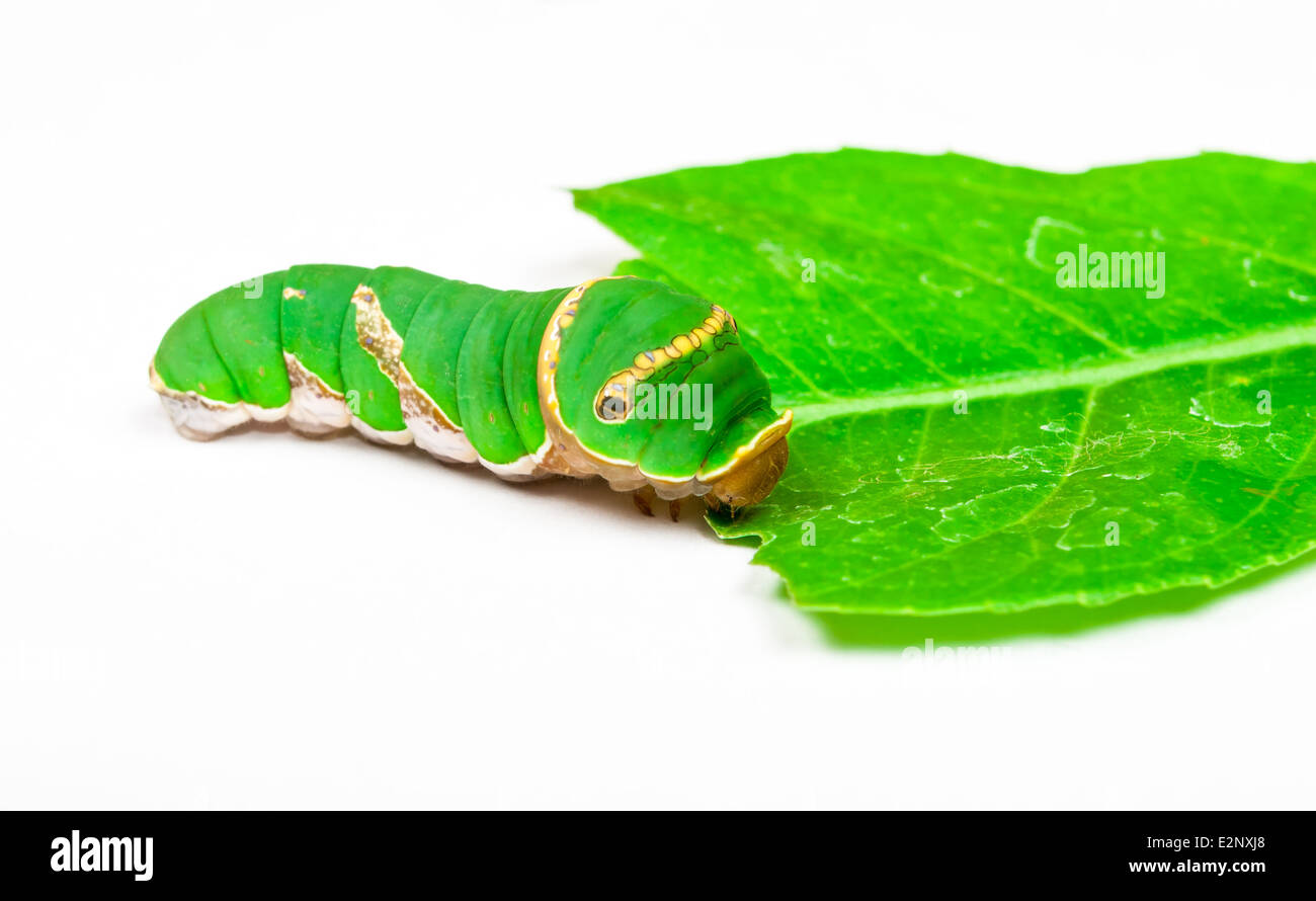 Caterpillar verde foglia mangiare. Foto Stock