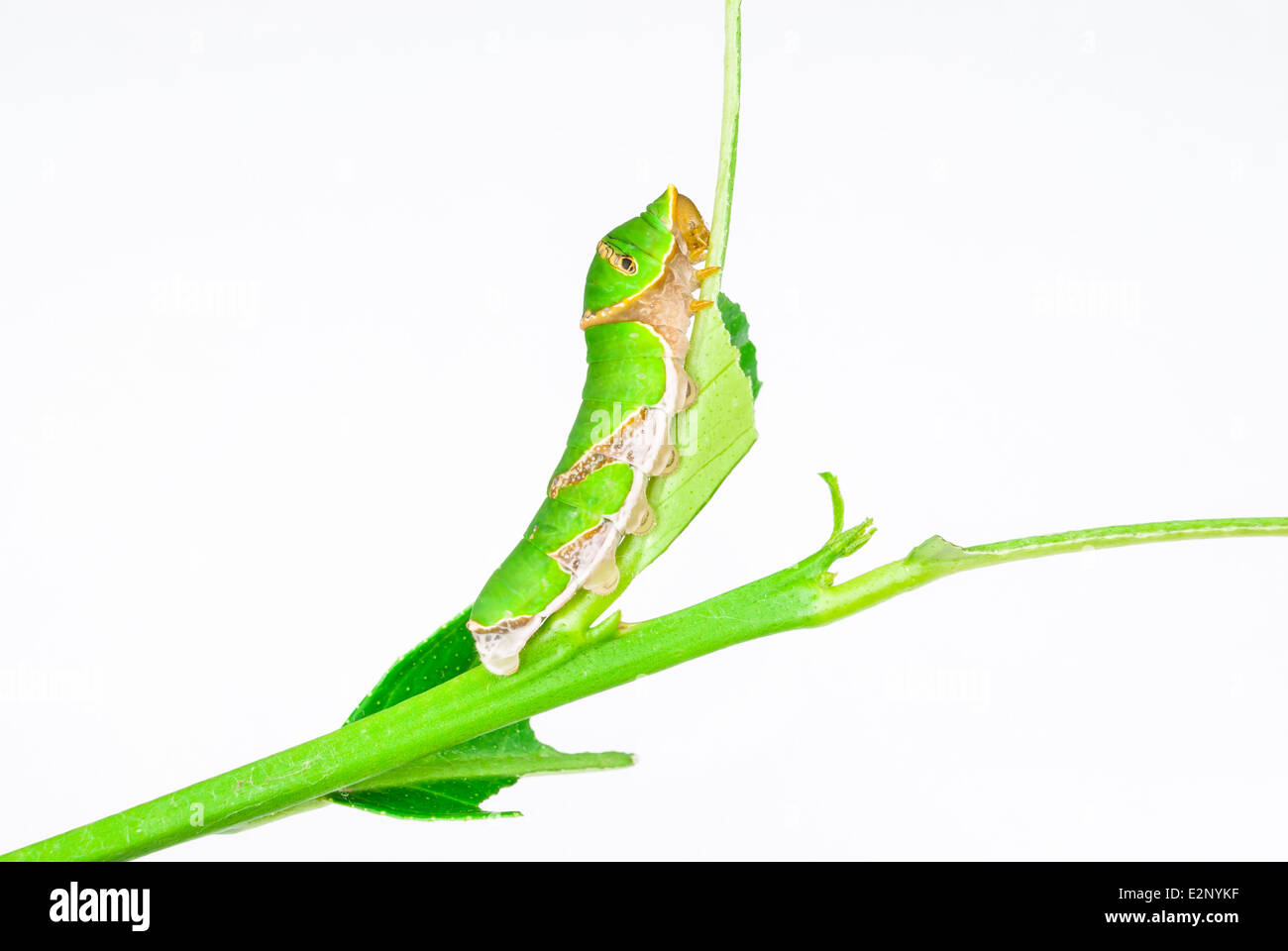 Caterpillar verde su un ramoscello. Foto Stock